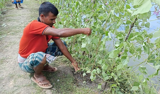 তালায় দেড় কিলোমিটার শিম গাছ কেটে দিল প্রতিপক্ষ