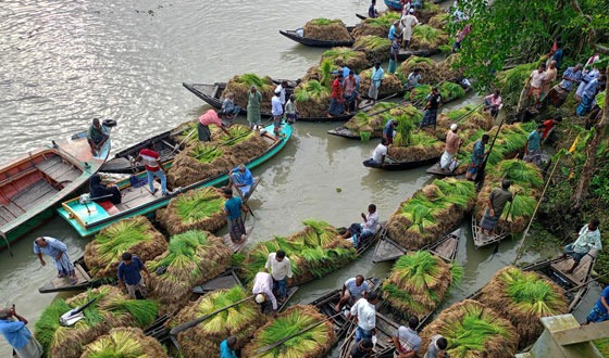 কাউখালীতে জমজমাট ধানের চারার ভাসমান হাট