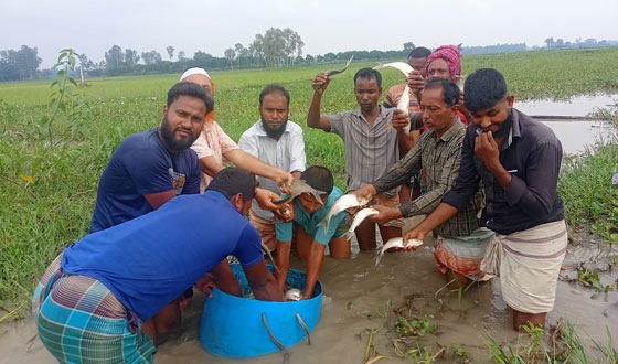 পীরগঞ্জের ছেড়াছেড়ির বিলে পোনামাছ অবমুক্ত করন