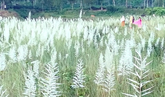 শুভ্র কাশফুলের সমারোহে শরতের শ্রীমঙ্গল