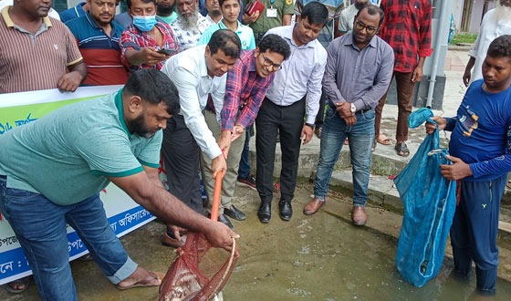 মোল্লাহাটে পোনা মাছ অবমুক্ত