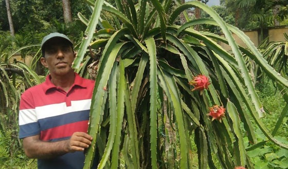 ড্রাগন ফল চাষে বাজীমাত