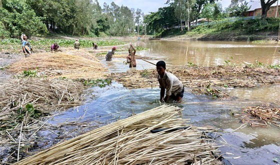সারিয়াকান্দিতে পাট চাষিদের সুদিন ফিরছে