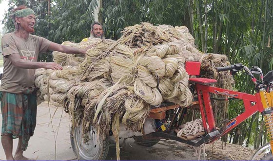 কাহারোলে পাটের বাম্পার ফলন, দাম পেয়ে খুশি পাট চাষীরা