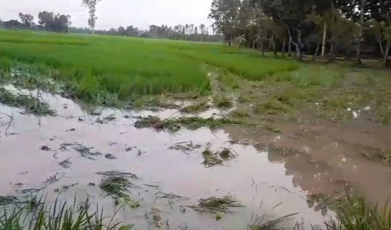 নাগেশ্বরীতে ২ বিঘা জমির আমন ফসল নষ্টের অভিযোগ