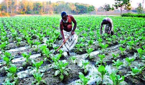 কাহারোলে শীতকালিন সবজি চাষে ব্যস্ত সময় পার করছে কৃষক