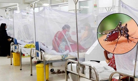 বরিশালে ডেঙ্গু আক্রান্ত নারীর মৃত্যু : নতুন আক্রান্ত ১৫১ জন