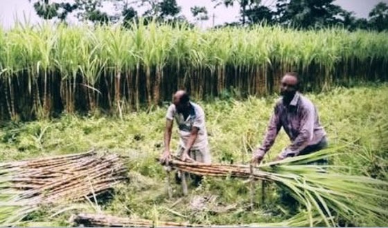সুদিন ফেরাতে সরকারি পৃষ্ঠপোষকতা চায় ফরিদগঞ্জের আখ চাষিরা