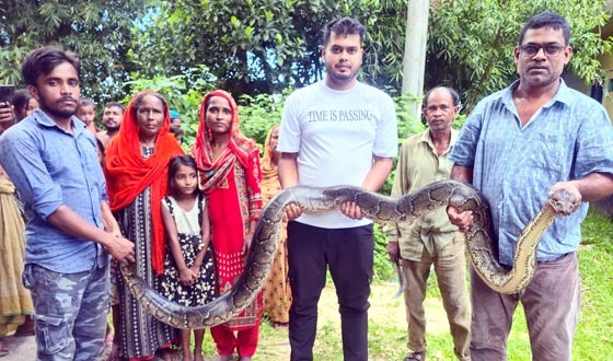 শ্রীমঙ্গলে বিশাকৃতির অজগর সাপ উদ্ধার: বন্যপ্রাণী বিভাগে হস্তান্তর
