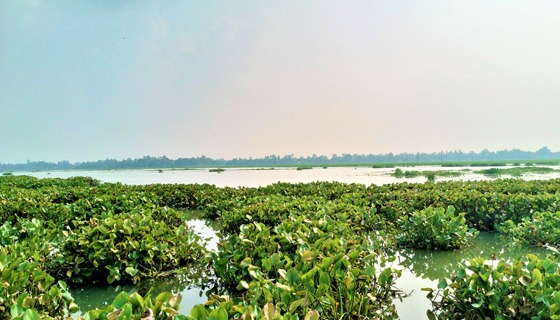 টাঙ্গাইলের ঐতিহ্যবাহী চারান বিল জীববৈচিত্র্য হারাচ্ছে