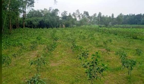 শেরপুরে নিষিদ্ধ আকাশমণি ও ইউক্যালিপটাস গাছে সয়লাব