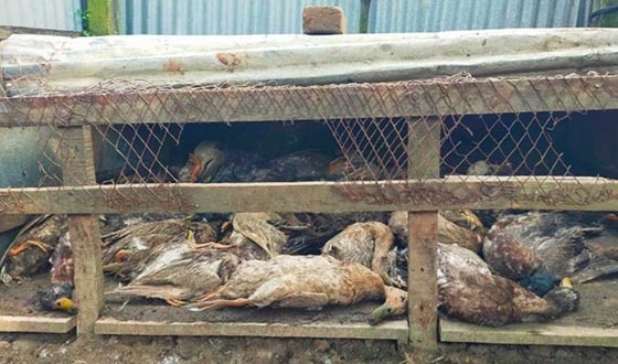 গজারিয়ায় বিষ প্রয়োগে ৫২ হাঁসের মৃত্যু