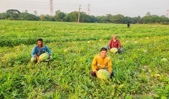 রাউজানে তরমুজের বাম্পার ফলন, লাভের স্বপ্নে উচ্ছ্বসিত কৃষক