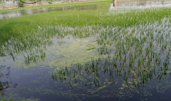 রাজারহাটে ইরি-বোরো ফসল তলিয়ে বিপাকে কৃষক