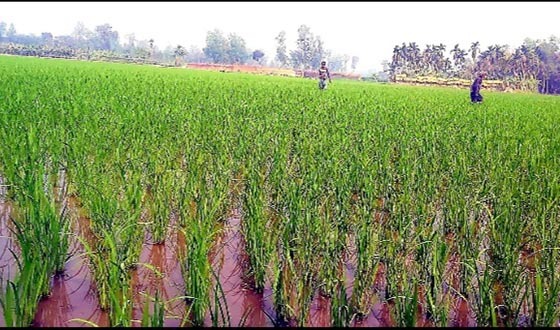 সবুজ চাদরে ঢাকা পলাশবাড়ীর ফসলের মাঠ