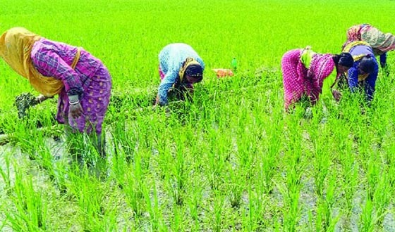 কর্মঘন্টা সমান, অর্ধেকের কম মুজুরী