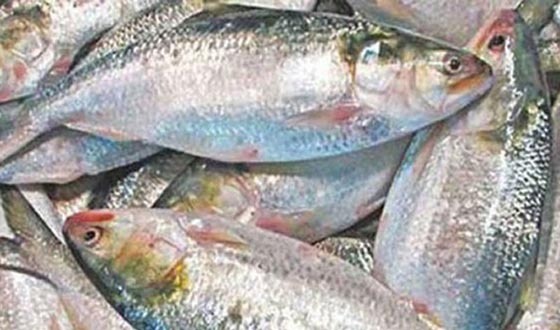 পহেলা বৈশাখে পান্তা ইলিশের বদলে জনপ্রিয়তা পাচ্ছে ভিন্ন আয়োজন