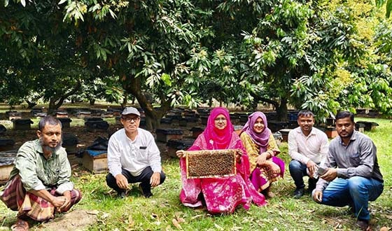 চিরিরবন্দরে লিচু বাগানে মধু বিপ্লব
