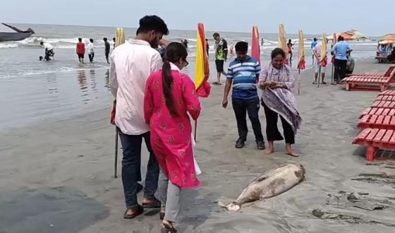 ১০ ফুট লম্বা ইরাবতী ডলফিন ভেসে এসেছে কুয়াকাটায়