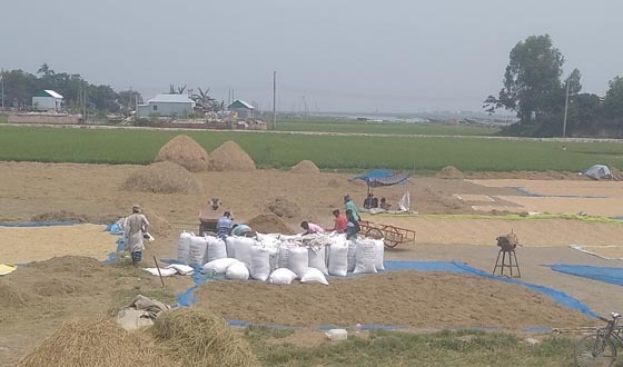বিলুপ্তির পথে নিকলী হাওর অঞ্চলের ধানের গোলা