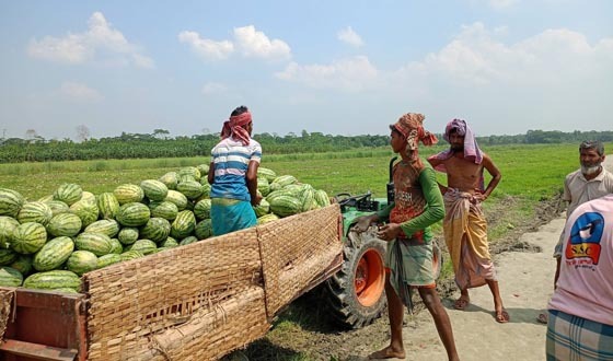 কাউখালী কাচাঁ নদীর তীরে পরিত্যক্ত চরে তরমুজ চাষ