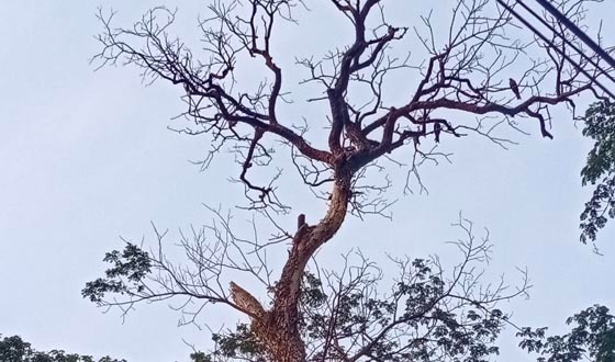 শতবর্ষী রেইনট্রি গাছের ঝুঁকিপূর্ণ শুকনো ডাল, দুর্ঘটনার আশঙ্কা