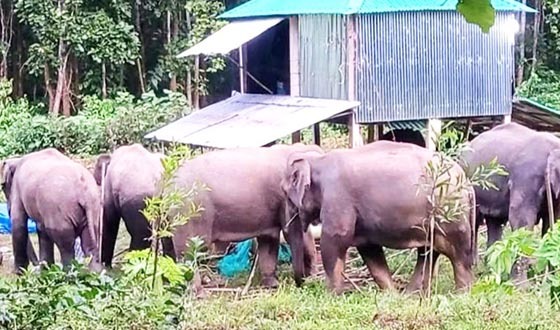 বন্যহাতির তান্ডব,ফসল রক্ষায় দিশেহারা কৃষক