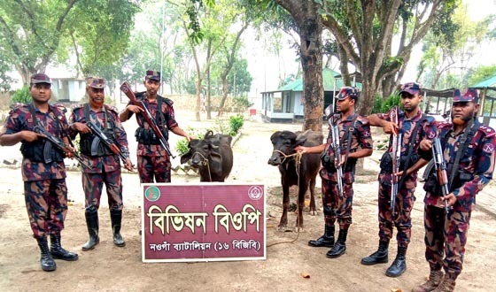 গোমস্তাপুরে ভারতীয় দু'টি মহিষ আটক