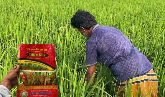 ঝিনাইগাতীতে নকল ধানবীজে ক্ষতিগ্রস্ত দেড় শতাধিক কৃষক