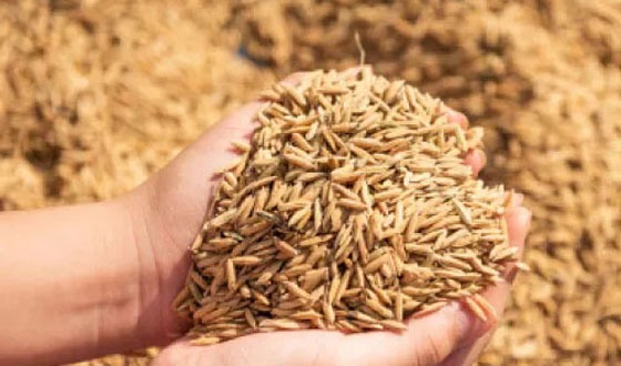শ্রীবরদীতে ধানের মণ ৪০ কেজি নির্ধারণ