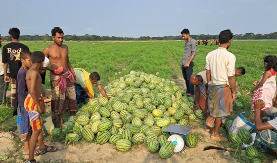শরণখোলায় মাঠ জুড়ে তরমুজের চাষ, বাম্পার ফলন