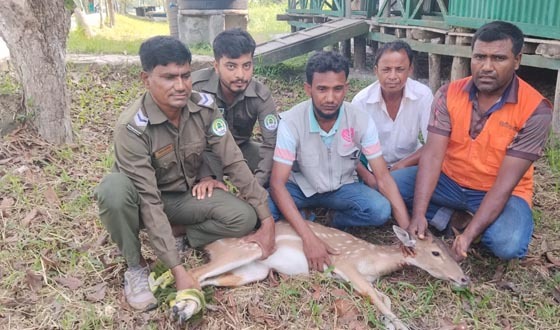 সুন্দরবনে বাঘের তাড়া খেয়ে লোকালয়ে চিত্রল হরিণ, সুন্দরবনে অবমুক্ত