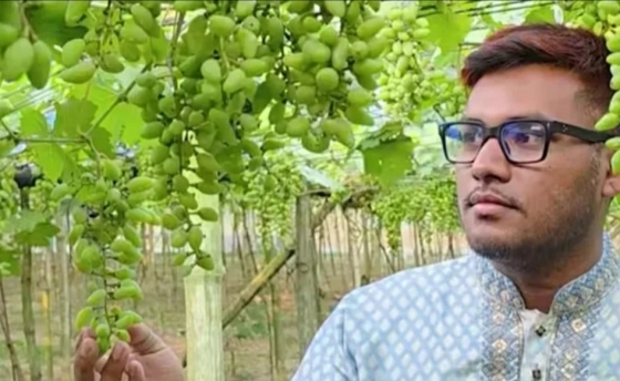 রাজশাহীতে থোকায় থোকায় ঝুলছে আঙ্গুর