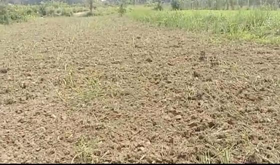 কালীগঞ্জে কৃষকের সাড়ে ৪ বিঘা জমির আখ ক্ষেত চষে দিল সন্ত্রাসীরা