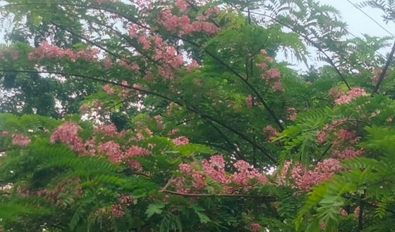 সৌন্দর্য আর মুগ্ধতা ছড়াচ্ছে ক্যাসিয়া জাভানিকা