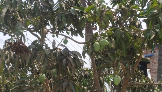 তাপদাহে ঝড়ছে আম, গাছে ফাটছে লিচু, উৎপাদন নিয়ে শঙ্কা