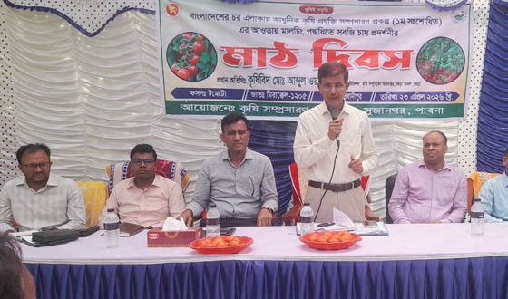 সুজানগরে টমেটো ফসলের মাঠ দিবস অনুষ্ঠিত