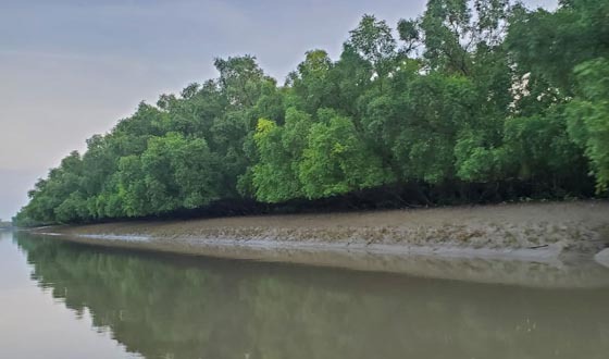 সুন্দরবনে ১ বছরে ২৭৪ মামলায় ৪৯৪ ব্যাক্তি আটক