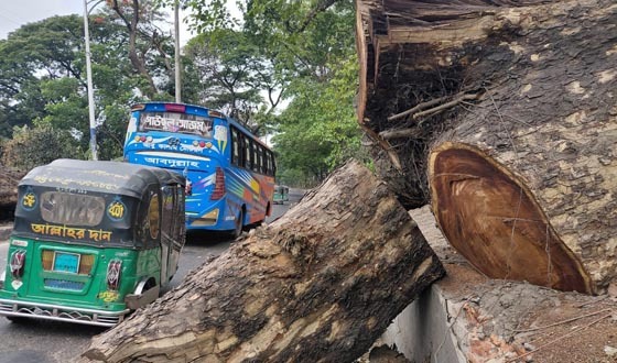 ব্যস্ত সড়কে গাছের কাটা অংশে চলাচলে ঝুঁকি