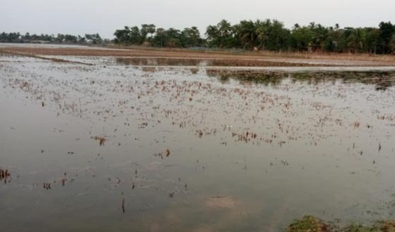 আশাশুনিতে ধানের জমিতে লোনাপানি তোলার অভিযোগ