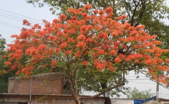 রাজশাহীতে সৌন্দর্য বিলাচ্ছে আগুনঝরা কৃষ্ণচূড়া