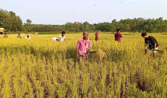 গারো পাহাড় এলাকায় বন্যহাতির ভয়ে আধাপাকা ধান কাটছে কৃষক