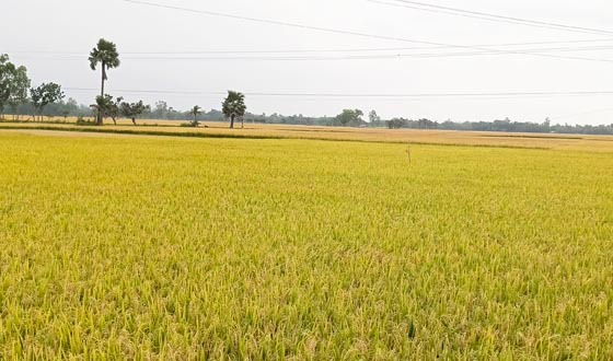 তানোরে শ্রমিক সংকটে মাঠে পড়ে আছে পাঁকা ধান