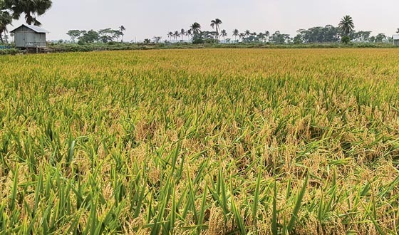 চিতলমারীতে রক্সি-১ হাইব্রিড ধানের মাঠ দিবস