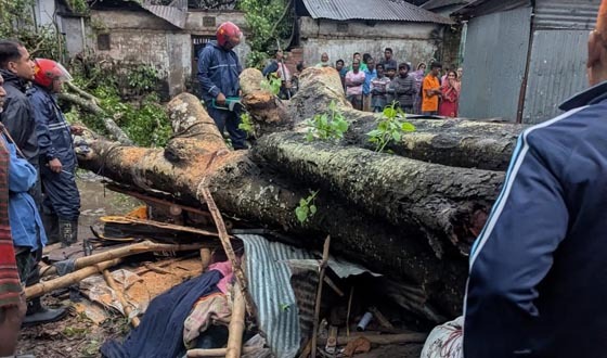 গাবতলীতে পড়া বট গাছের চাপায় মুদির দোকানীর মৃত্যু