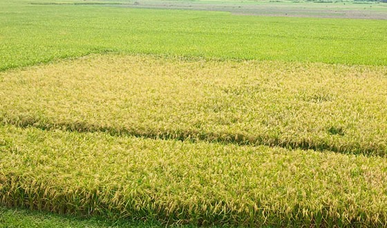 বোরোর বাম্পার ফলনেও দুশ্চিন্তায় কৃষক
