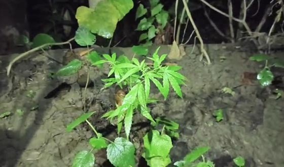 পিরোজপুরে গাঁজার গাছসহ ২ মাদকসেবী গ্রেপ্তার