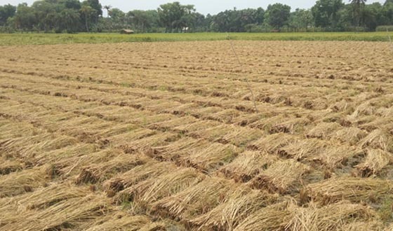 তালায় শ্রমিক সংকটে  ইরি, বোরো সংগ্রহে হিমশিম খাচ্ছে কৃষক