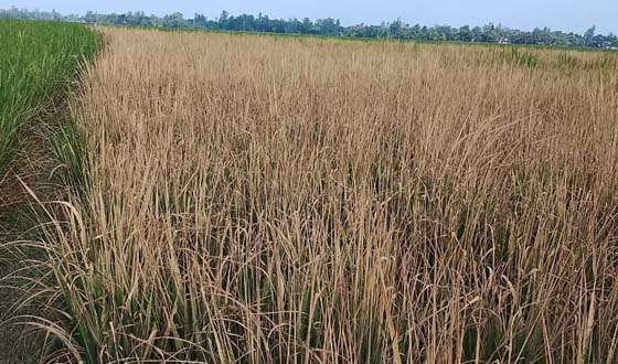 ধামইরহাটে রাসায়নিক স্প্রে করে ফসল নষ্টের অভিযোগ