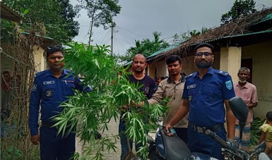 গাইবান্ধার সুন্দরগঞ্জে সবজি বাগানে গাঁজা চাষ